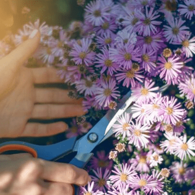 entretien des fleurs du jardin